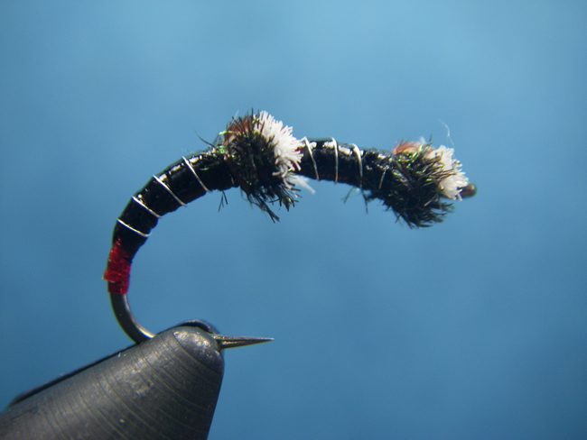 Double Gills Chironomid